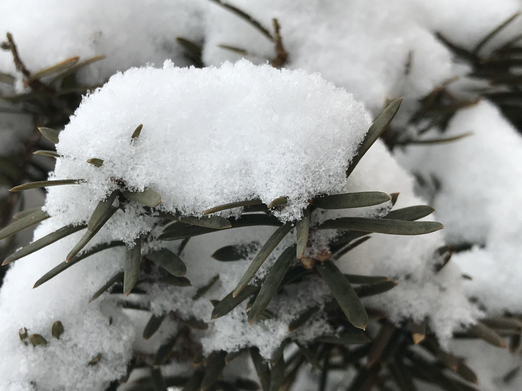 Winter scene